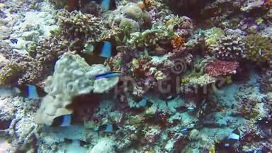 马尔代夫海底清澈海底背景条纹鱼学。